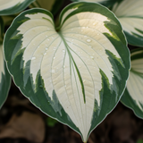 Cream & Green Variegated Hosta macro leaf close-up