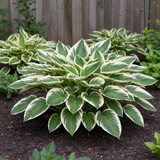 Cream & Green Variegated Hosta side view in garden
