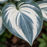 Blue & White Hosta macro leaf close-up
