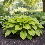 Lime Green Hosta side view in garden