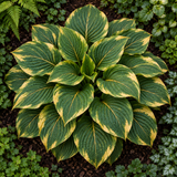 Jade Gild fantasy hosta full plant viewed from above