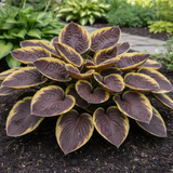 Chocolate & Gold Hosta side view in garden