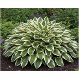 Cream & Green Variegated Hosta side view