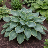 Silver & Green Hosta fully grown plant