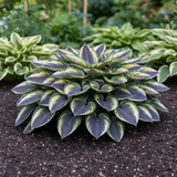 Mixed Colour Hosta side view in garden