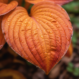 Sunset Orange Hosta macro leaf close-up