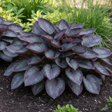 Purple Haze Hosta side view in garden