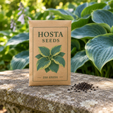 Illustrative hosta seed packet labelled 250 seeds; actual packaging and count unverified