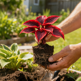 Concept illustration of one small red hosta plant held in hands with soil and visible roots; actual plant appearance unverified