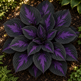 Illustrative overhead view of black-and-purple patterned hosta