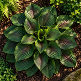 Illustrative hosta garden viewed from above; not guaranteed seed-grown appearance