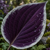 Silverthorn fantasy plum hosta leaf with silver margin, close-up