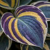 Mixed Colour Hosta macro leaf close-up