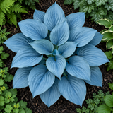 Illustrative powder-blue hosta from above, seed-grown appearance may vary