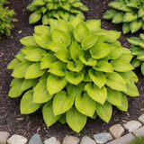 Lime Green Hosta top view in garden