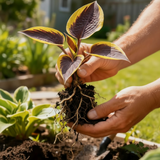Chocolate & Gold Hosta held in garden - reference