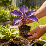 Illustrative small violet hosta held in hands with soil and roots; not verified stock