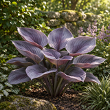 Lavender Veil imagined purple hosta, full plant side garden view