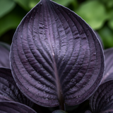 Purple Haze Hosta macro leaf close-up