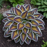 Mixed Colour Hosta top view in garden