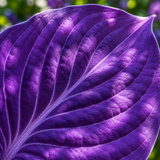 Amethyst Dawn fantasy violet hosta leaf close-up