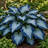 Illustrative Frosted Cobalt hosta with patterned blue leaves, full plant view