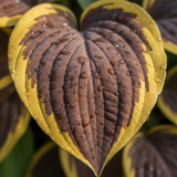 Chocolate & Gold Hosta macro leaf close-up