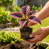 Illustrative small pink and black-striped hosta held in hands with soil and roots; actual stock unverified