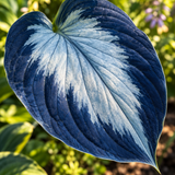Illustrative detail of silver-blue and cobalt-patterned hosta leaf