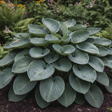 Silver & Green Hosta side view