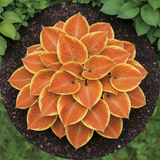 Sunset Orange Hosta top view in garden