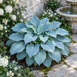 Glacier Mist imagined powder-blue hosta in limestone garden, full-plant concept