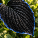 Illustrative dark hosta leaf detail with cobalt-blue margin