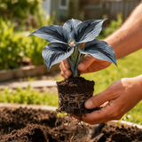 Illustrative small Smoky Blue hosta held in hands with soil and roots; not verified stock