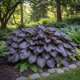 Purple Haze Hosta in garden setting