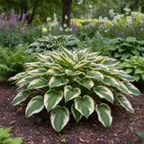 Cream & Green Variegated Hosta fully grown plant