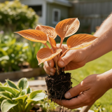 Sunset Orange Hosta held in garden - reference