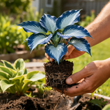 Illustrative small blue-patterned young hosta held in hands with soil plug and visible roots