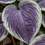 Purple Haze Hosta macro leaf close-up