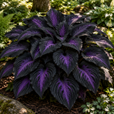Illustrative Amethyst Eclipse hosta full plant, black-dominant with purple pattern
