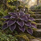 Silverthorn imagined plum and silver hosta in a woodland garden, full-plant concept