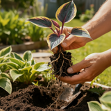 Golden Black-Stripe Hosta held in garden - bulb reference
