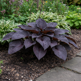 Purple Haze Hosta side view