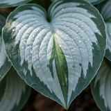 Silver & Green Hosta macro leaf close-up