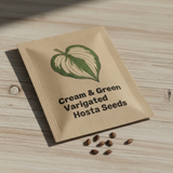 Cream & Green Variegated Hosta seed packet bag
