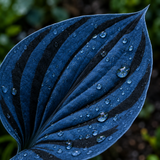 Midnight Stripe fantasy leaf detail, dark blue with black stripes