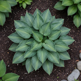 Silver & Green Hosta top view in garden