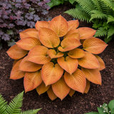 Sunset Orange Hosta fully grown plant