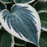 Blue & White Hosta macro leaf close-up