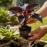 Red & Black Hosta held in garden - bulb reference
